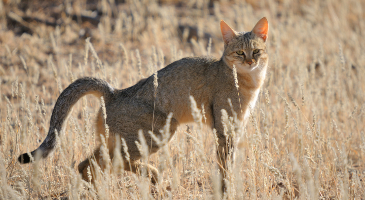 リビアヤマネコ