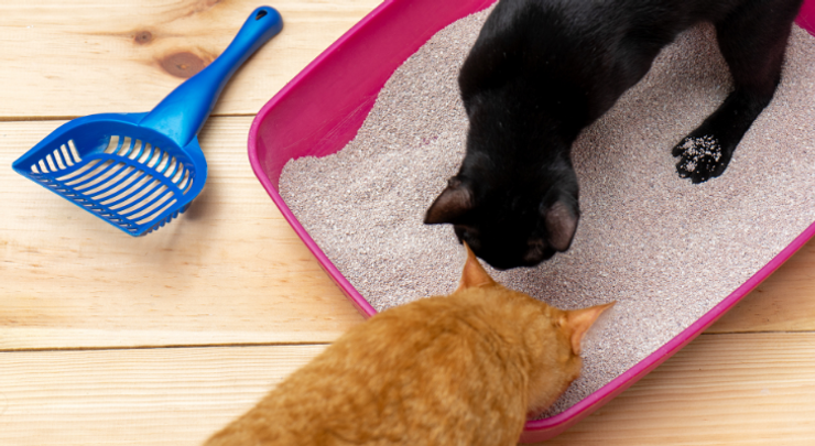 トイレの砂をチェックする２匹の猫