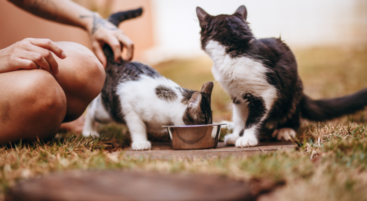 ごはんをもらう二匹の子猫